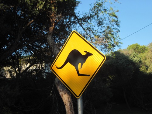 Watch out for Kangarooos!!