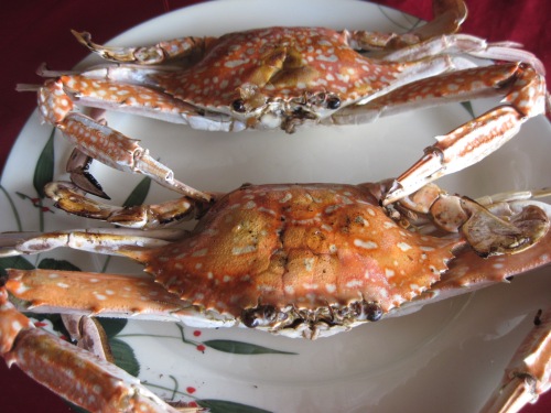 Fresh crab in Kep